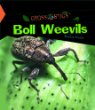 Boll weevils