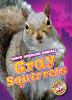 Gray squirrels