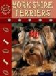 Yorkshire terriers