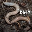 What's in the dirt?