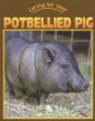 Caring for your potbellied pig