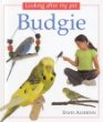 Budgie