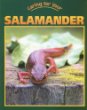 Caring for your salamander