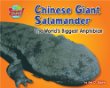Chinese giant salamander : the world's biggest amphibian