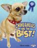Chihuahuas are the best!