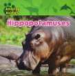 Hippopotamuses