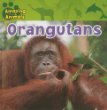 Orangutans