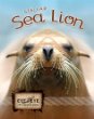 Steller sea lions