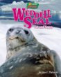 Weddell seal : fat and happy