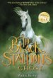 The black stallion's ghost