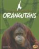 Orangutans