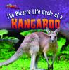 The bizarre life cycle of a kangaroo