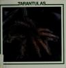 Tarantulas