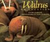 Walrus