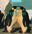 Penguins and their homes