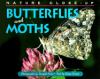 Butterflies And Moths