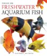 Focus on freshwater aquarium fish
