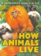 How animals live : the amazing world of animals in the wild