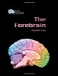 The forebrain