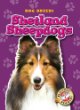 Shetland sheepdogs