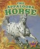 The Appaloosa horse