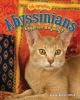 Abyssinians : Egyptian royalty?
