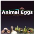 Animal eggs : an amazing clutch of mysteries & marvels!
