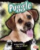 Puggle : a cross between a pug and a beagle