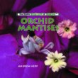 Orchid mantises