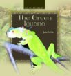 The green iguana