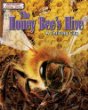 The honey bee's hive : a thriving city