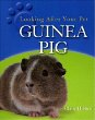 Guinea pig