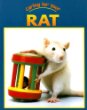 Caring for your rat