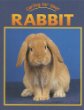 Caring for your rabbit