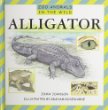 Alligator