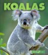 Koalas