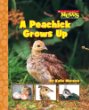 A peachick grows up