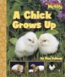 A chick grows up