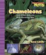 Chameleons and other animals with amazing skin