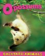 Opossums