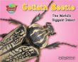 Goliath beetle : one of the world's heaviest insects
