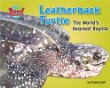 Leatherback turtle : the world's heaviest reptile