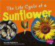 The life cycle of a sunflower