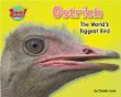 Ostrich : the world's biggest bird