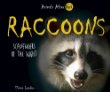 Raccoons : scavengers of the night