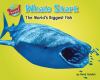 Whale shark : the world's biggest fish