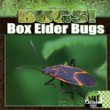 Box elder bugs