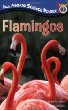 Flamingos