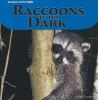 Raccoons in the dark