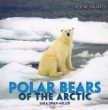 Polar bears of the Arctic